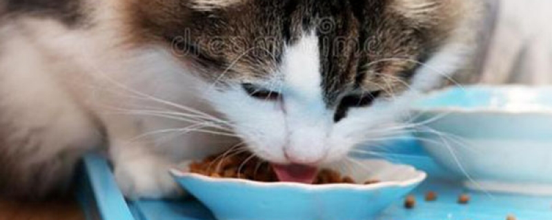 自制猫粮配方