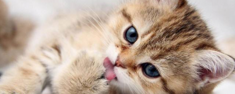 猫腹水早期是什么症状