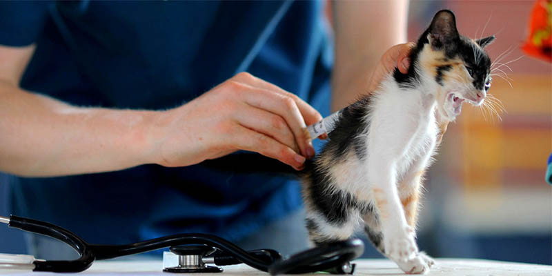 猫第二年疫苗怎么打?