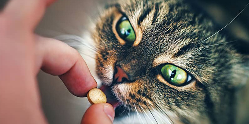 猫体内驱虫药排名