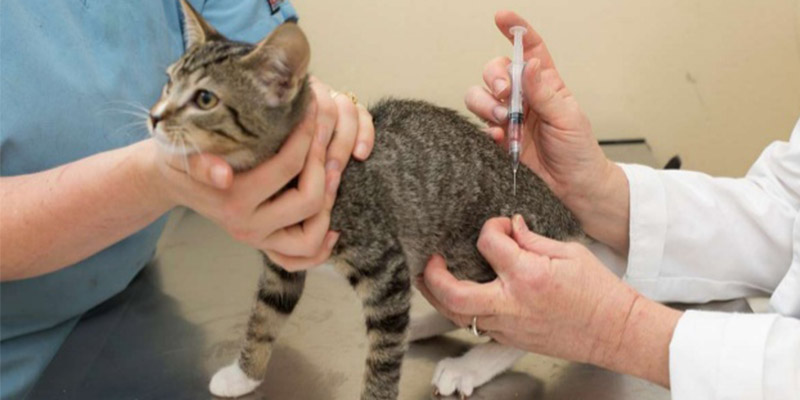 猫打疫苗是一年一打吗?