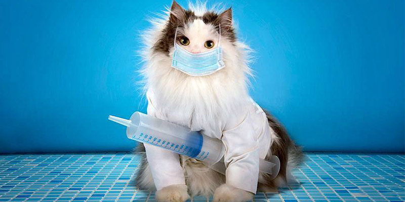 猫咪有耳螨和猫癣能打疫苗吗