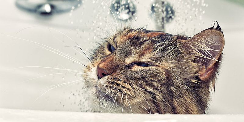 猫咪洗澡容易得耳螨吗