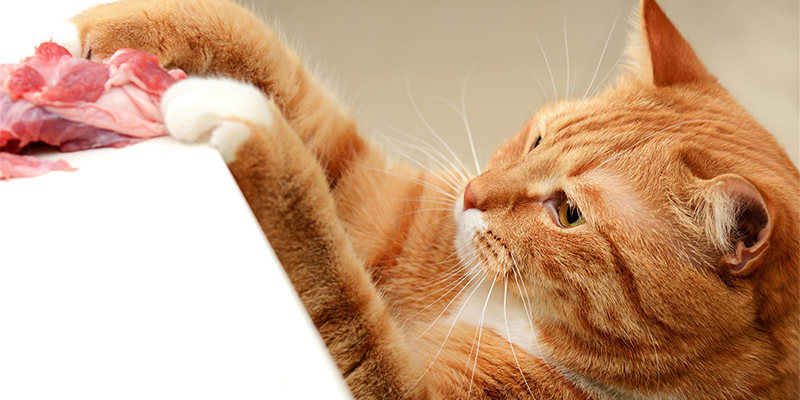 猫咪口炎最初的症状有哪些？