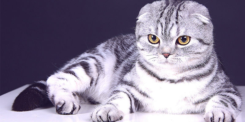 猫大便正常但是有粘液是怎么回事？