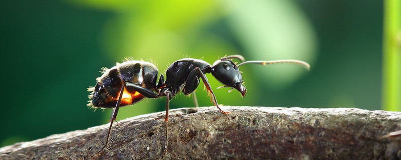 厨房窗台上有蚂蚁用什么能避免