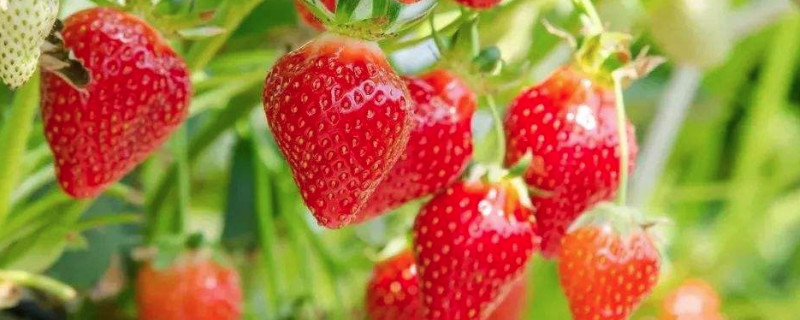草莓的功效与作用禁忌