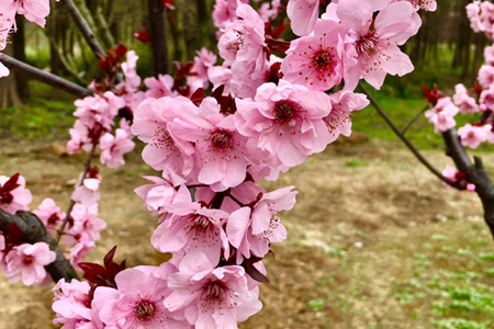 梅花