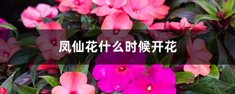 凤仙花什么时候开花