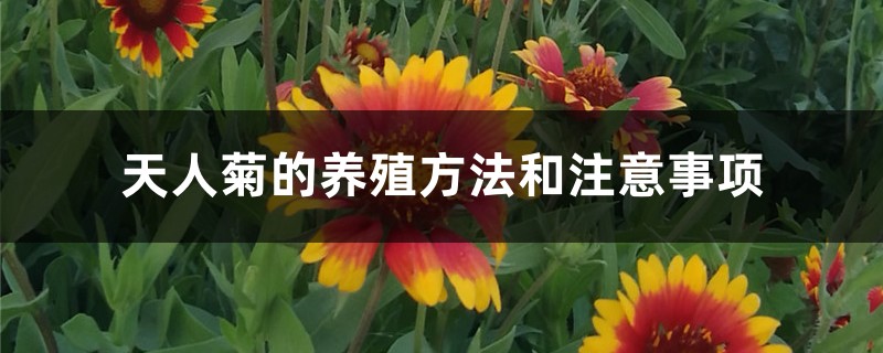 天人菊的养殖方法和注意事项