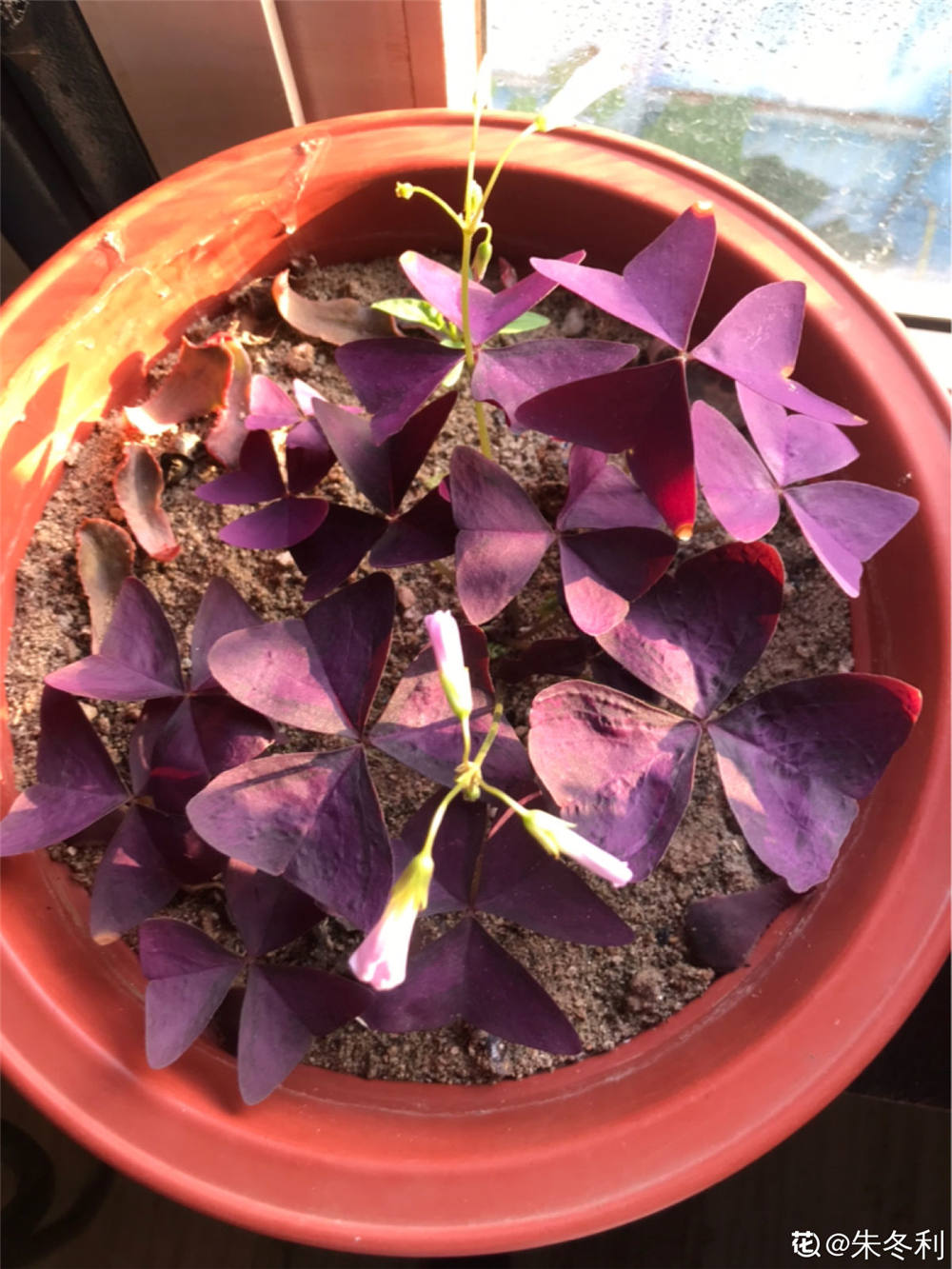 家庭盆栽紫叶酢浆草的养护方法