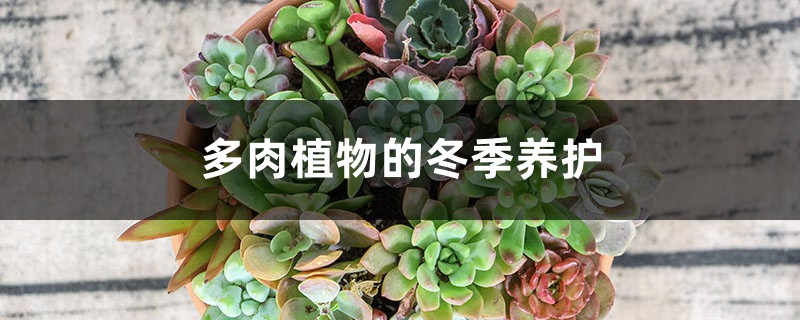 多肉植物的冬季养护