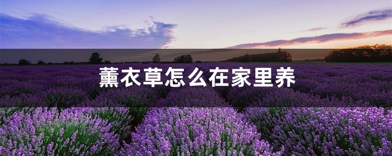 薰衣草怎么在家里养