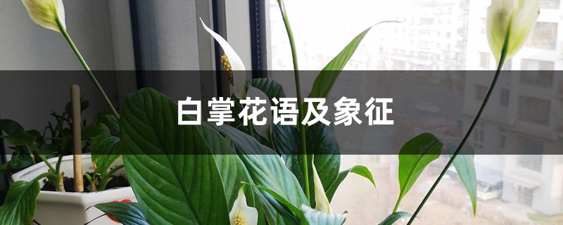 白掌花语及象征