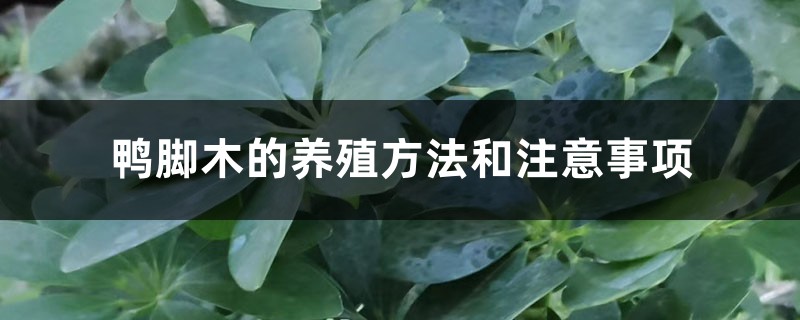 鸭脚木的养殖方法和注意事项