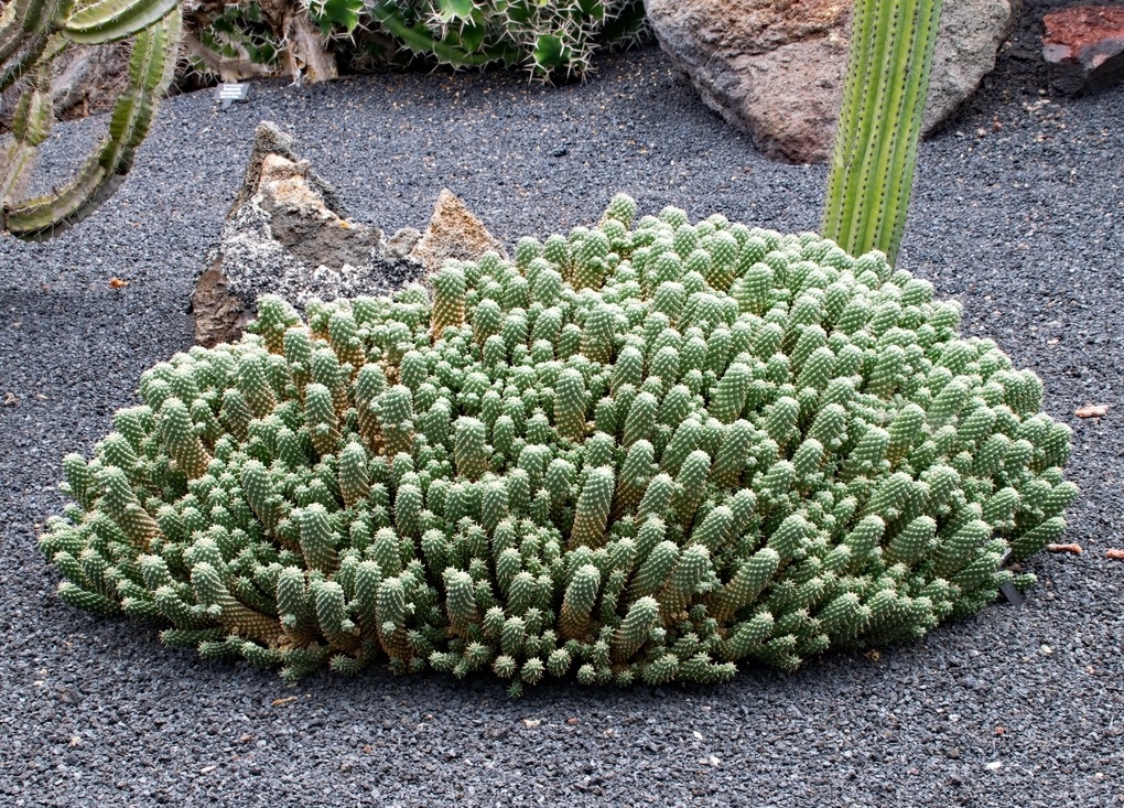 仙人掌花语