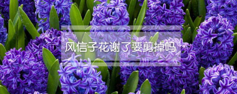 风信子花谢了要剪掉吗