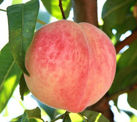 桃子是什么季节的水果