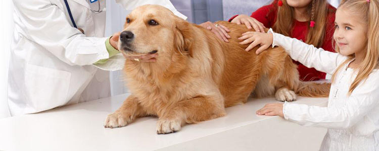 狗狗常见病及治疗方法