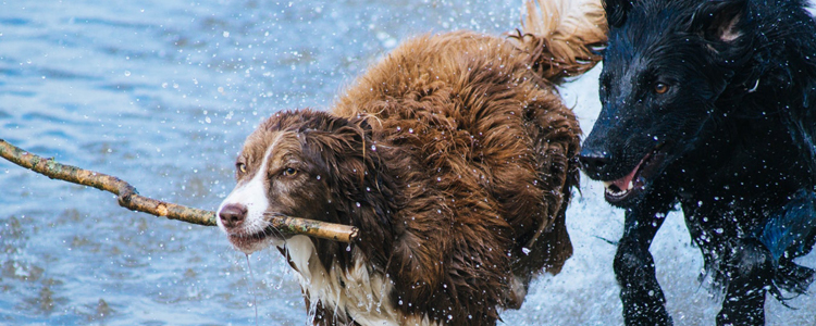 冬季狗狗容易得的疾病