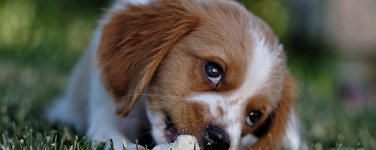 狗可以吃粽子叶吗