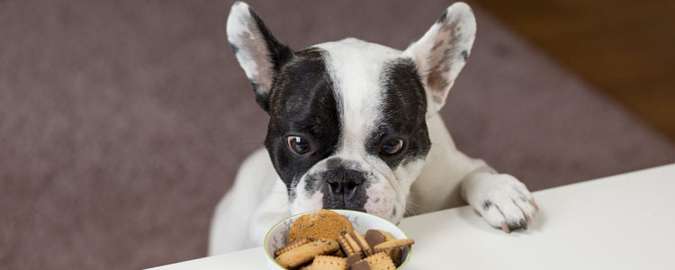 狗狗中毒的食物有哪些