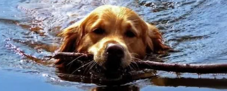 狗狗溺水怎么急救处理