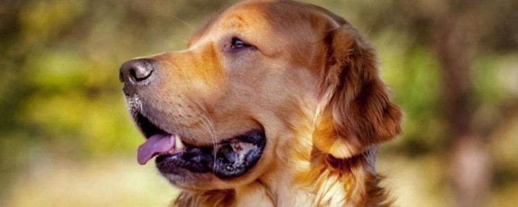 为什么狗狗喜欢咬纸巾