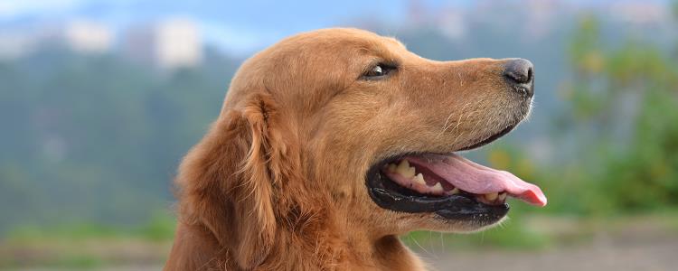 什么是狗狗上呼吸道感染