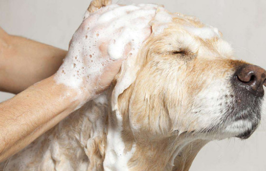 狗狗不愿意洗澡怎么办 怎么让狗狗愿意洗澡