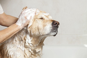 狗洗澡步骤详解