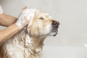 如何给小狗狗洗澡