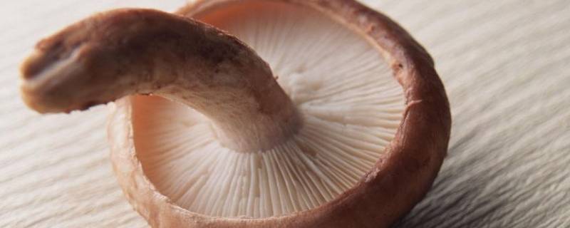 蘑菇放冰箱长白毛能吃吗