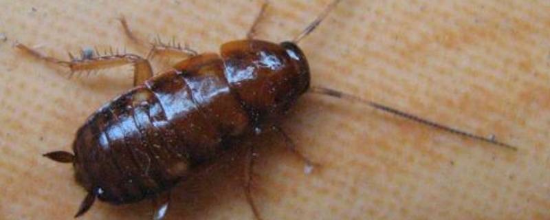 蟑螂在冰箱里能存活吗