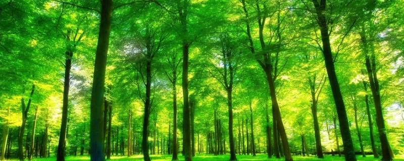 森林在什么方面起重要作用