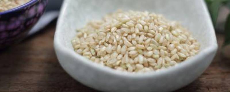 糙米是什么