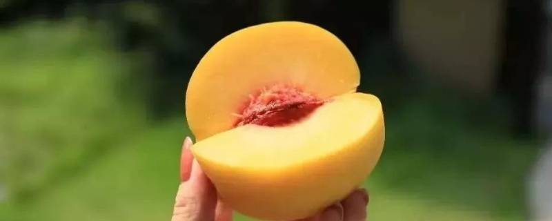 黄桃早熟品种有哪些