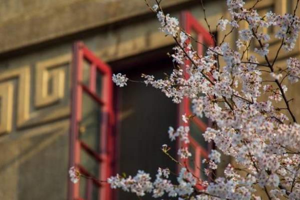 武汉大学为什么有樱花