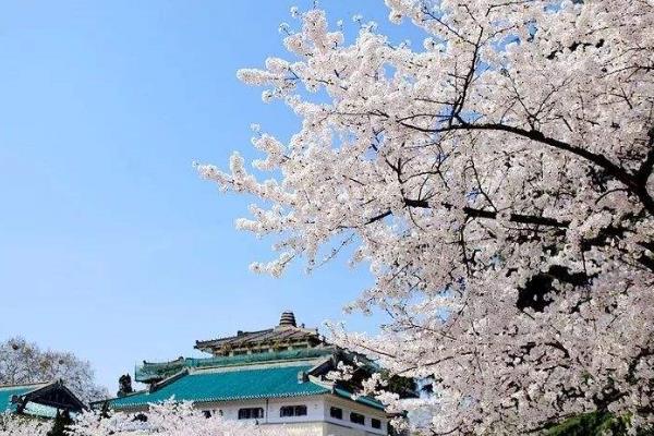武汉大学为什么有樱花