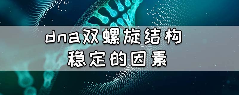 dna双螺旋结构稳定的因素