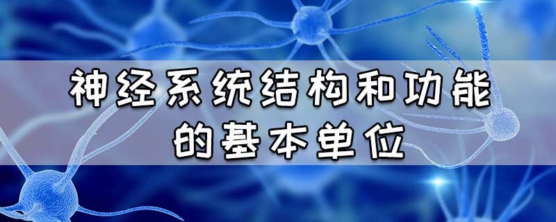 神经系统结构和功能的基本单位