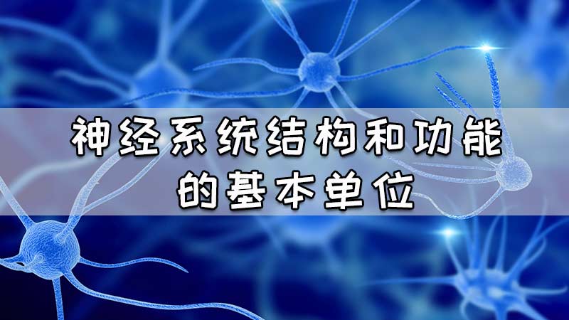 神经系统结构和功能的基本单位