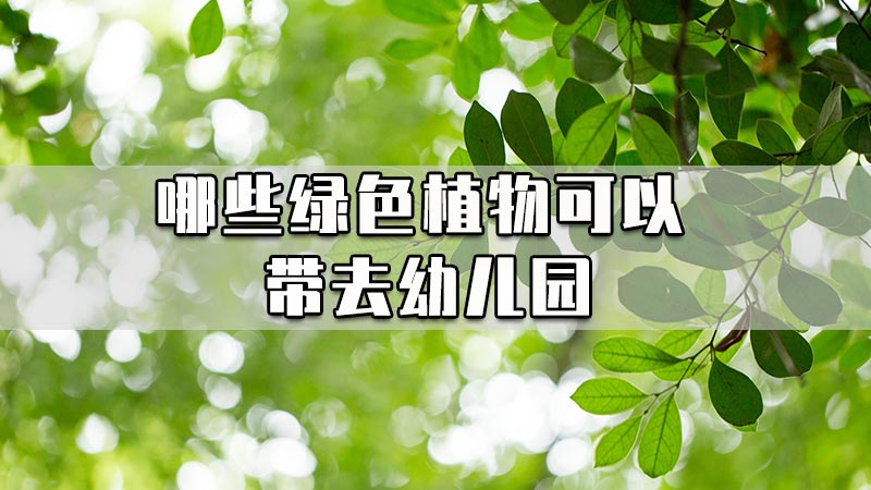 哪些绿色植物可以带去幼儿园