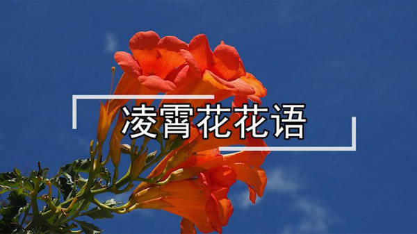 凌霄花花语