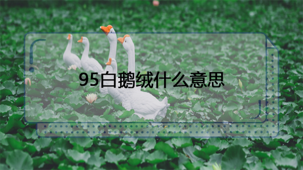 95白鹅绒什么意思