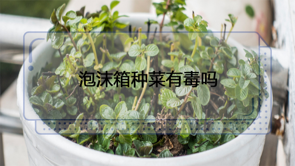 泡沫箱种菜有毒吗