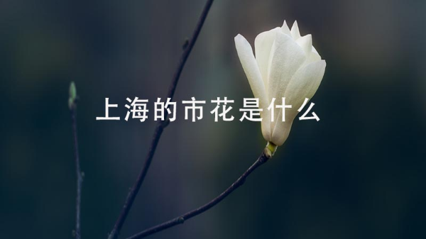 上海的市花是什么